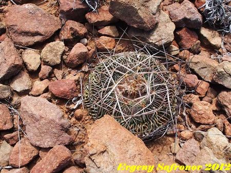 Echinofossulocactus multicostatus