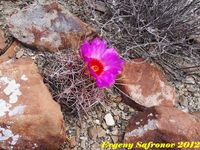 Thelocactus bicolor