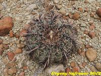 Echinocactus horizontalonius