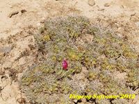 Thelocactus leucacanthus ssp.schmollii