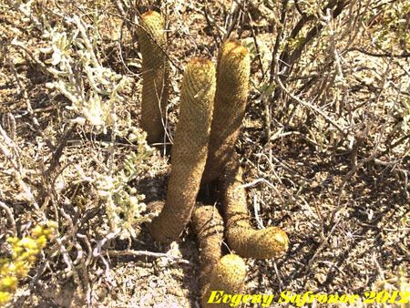 Mammillaria elongata