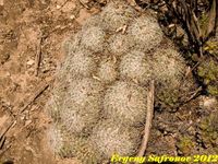 Mammillaria parkinsonii 