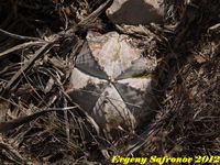 Astrophytum myriostigma v. strongylogonum