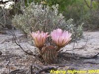 Echinocereus pectinatus