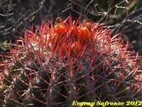 Ferocactus pilosus