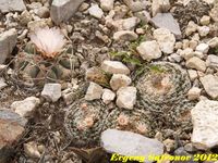 Mammillaria chinocephala