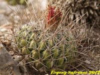 Thelocactus conothelos