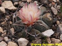 Thelocactus hexaedrophorus