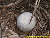 Mammillaria candida