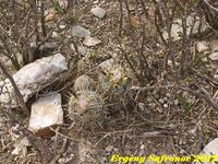 Coryphantha difficilis