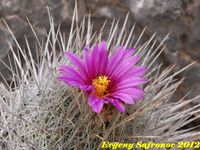 Thelocactus conothelos