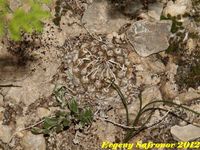 Turbinicarpus schmiadickianus forma nova