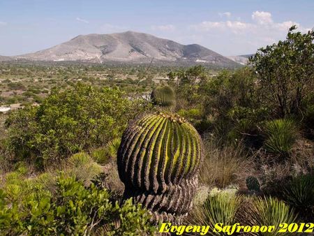 Echinocactus ingens