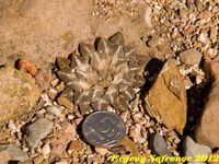 Ariocarpus kotschoubeyanus v.elephantidens