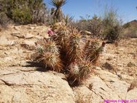 ECHINOCEREUS engelmani