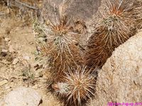 ECHINOCEREUS engelmani