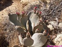 OPUNTIA basilaris 