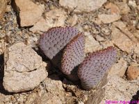 OPUNTIA basilaris 