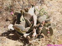 OPUNTIA basilaris 