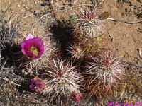 ECHINOCEREUS engelmani