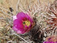 ECHINOCEREUS engelmani