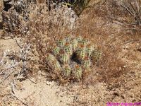 ECHINOCEREUS triglochidiatus v.mohavensis