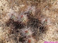 ECHINOCEREUS triglochidiatus v.mohavensis