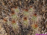 ECHINOCEREUS triglochidiatus v.mohavensis