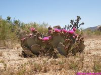 OPUNTIA basilaris 