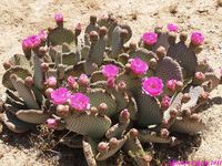 OPUNTIA basilaris 