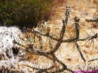 CYLINDROPUNTIA ramosissima