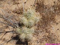 CYLINDROPUNTIA  echinocarpa