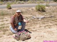 OPUNTIA basilaris 