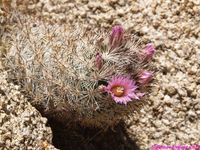 CORYPHANTHA vivipara v alversonii