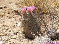 CORYPHANTHA vivipara v alversonii