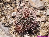 ECHINOCACTUS polycephalus