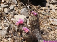 CORYPHANTHA vivipara v alversonii