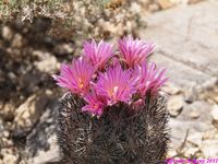 CORYPHANTHA vivipara v alversonii