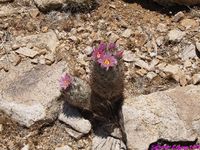 CORYPHANTHA vivipara v alversonii