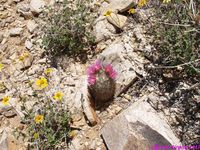 CORYPHANTHA vivipara v alversonii